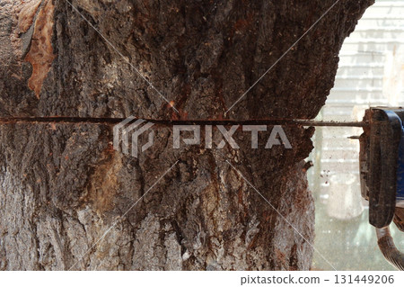 Chainsaw in action for cutting wood. worker cuts a tree trunk into logs with a saw. Close-up of a saw in motion, sawdust flying to the sides. Woodworking, wood cutting tools, wood 131449206