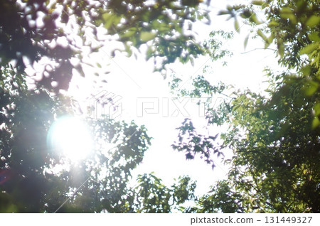 Sunlight filtering through the trees Sunlight filtering through the trees 131449327