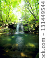 A small waterfall and basin in a forest surrounded by fresh greenery 131449544