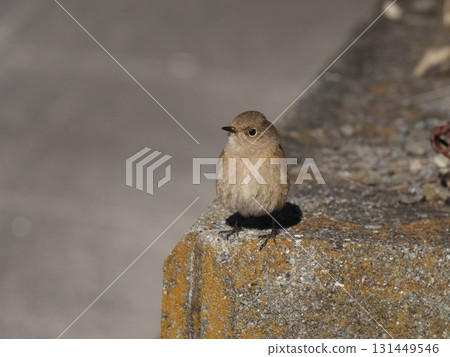 A female Daurian redstart standing on a lichen-covered concrete block 131449546
