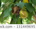 green apricot ripens on a branch on a sunny day 131449695