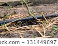 drip watering of the plant. Water drips onto the drip irrigation system used on the farm and saves water drop by drop 131449697