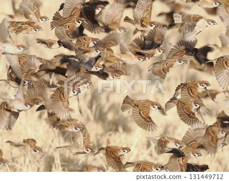 稻穀收割後，那些再次飛來吃成熟稻穀的麻雀一下子都飛走了。 131449712