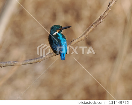 翠鳥棲息在樹枝上 131449725