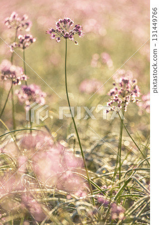 鳥取縣落京花北榮町 131449766