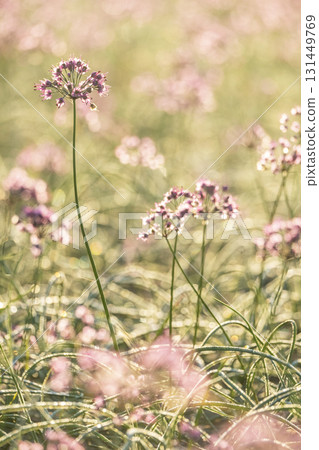鳥取縣落京花北榮町 131449769