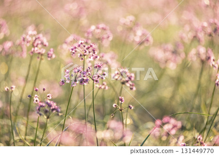 鳥取縣落京花北榮町 131449770