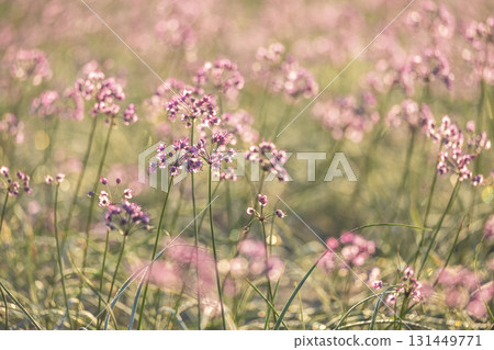 鳥取縣落京花北榮町 鳥取縣落京花北榮町 131449771