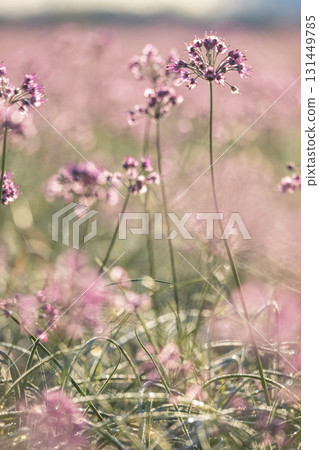 Rakkyo flower Hokuei Town, Tottori Prefecture 131449785