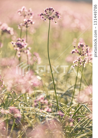 Rakkyo flower Hokuei Town, Tottori Prefecture 131449786