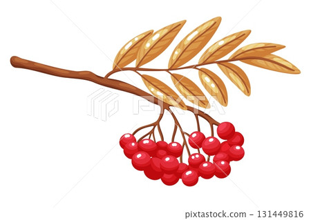 Rowan Tree Branch with Red Berries Illustration Rowan Tree Branch with Red Berries Illustration 131449816