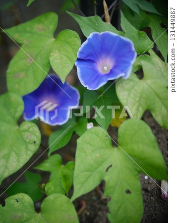 花園裡盛開的藍色牽牛花 131449887