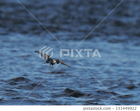 Black-backed wagtail flying on the surface of the river 131449922