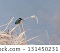 Kingfisher perched on a thin branch 131450231