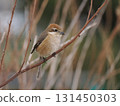 A shrike perched on a dead branch 131450303