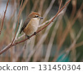 A shrike perched on a dead branch 131450304