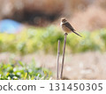 A shrike perched on a stake in a field 131450305