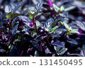 Black Pearl 131450495