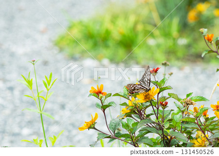 A scene of a purple butterfly resting on a flower in a flowerbed A scene of a purple butterfly resting on a flower in a flowerbed 131450526