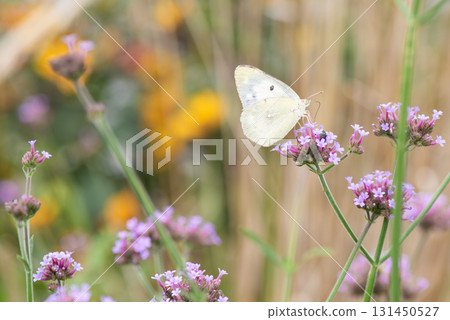 A cabbage white butterfly sucking nectar from a willow jasmine flower 131450527