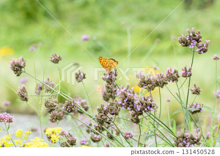 A scene of a fritillary butterfly resting on a small pink flower 131450528
