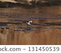 A white wagtail walking along a river reflecting the sunset background 131450539
