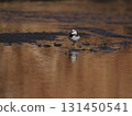 A white wagtail walking along a river reflecting the sunset background 131450541