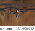 A white wagtail walking along a river reflecting the sunset background 131450542