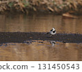 A white wagtail standing on an island in the river reflecting the sunset background 131450543