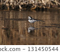 A white wagtail walking along a river reflecting the sunset background 131450544
