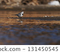 A white wagtail walking through the shallows of a river against a sunset-colored background 131450545