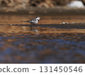 A white wagtail walking through the shallows of a river against a sunset-colored background 131450546