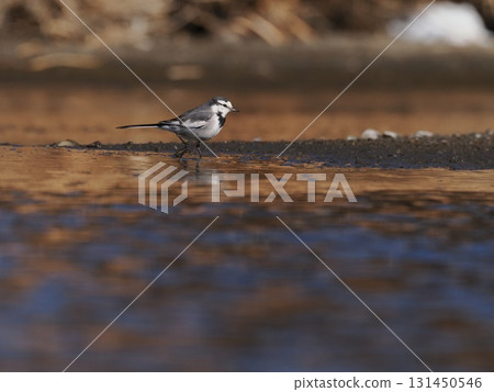 A white wagtail walking through the shallows of a river against a sunset-colored background A white wagtail walking through the shallows of a river against a sunset-colored background 131450546