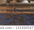 A white wagtail walking through the shallows of a river against a sunset-colored background 131450547