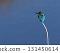Kingfisher perched on a thin tree branch and gazing into the distance | Horizontal position 131450614