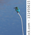 Kingfisher perched on a thin tree branch and gazing into the distance | Vertical position 131450615