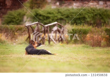 Adorable German shepherd lying down in the grass Adorable German shepherd lying down in the grass 131450638