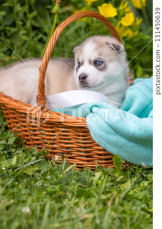 Cute Siberian husky puppy with blue eyes in basket 131450639