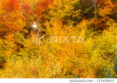 Autumn trees in woodland. Golden forest landscape Autumn trees in woodland. Golden forest landscape 131450655
