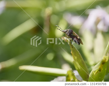 Spotted stink bug resting on a leaf 131450708