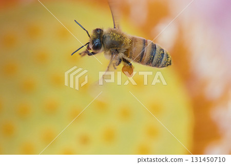 蜜蜂採集蓮花花粉 131450710