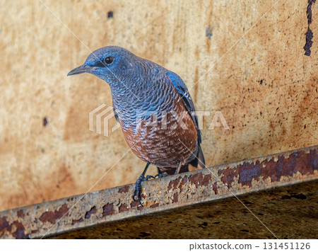 棕色斑點鵯的特寫鏡頭 131451126