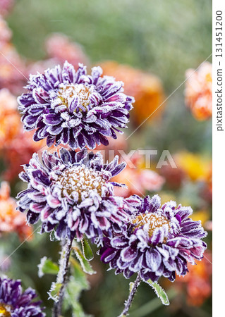 Frozen purple flowers covered with hoarfrost, concept of winter or early morning chill in garden. 131451200