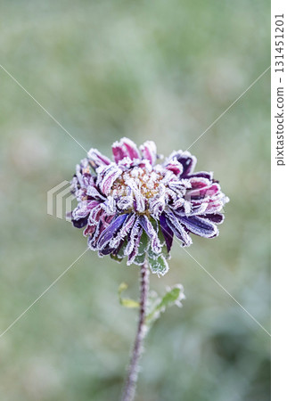 Purple flower covered in hoarfrost. Concept of winter beauty, cold season and natural frost on plant. 131451201