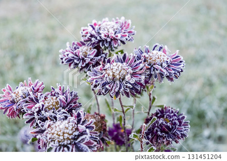 Close up of purple aster flower covered with hoarfrost. Early winter morning nature phenomenon. Close up of purple aster flower covered with hoarfrost. Early winter morning nature phenomenon. 131451204