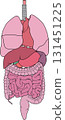 Human internal organs 131451225