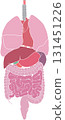 Human internal organs 131451226