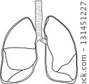 Human lungs 131451227