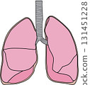 Human lungs 131451228