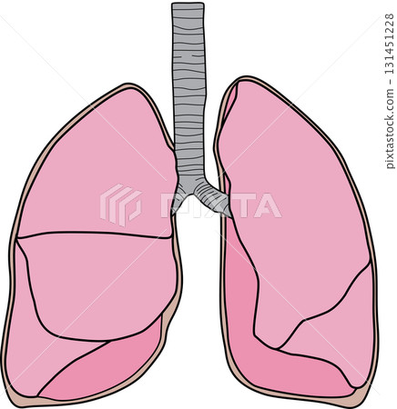Human lungs Human lungs 131451228